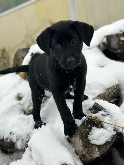 Pure Labrador Puppies, View more
