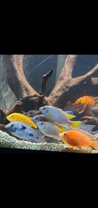 Aquarium 75 gallons a vendre,,