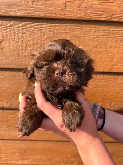 Shihpoo puppies, View more