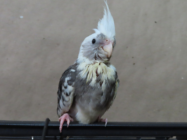 **PROVEN BREEDER**MALE WHITE FACE COCKATIEL** in Birds for Rehoming in Mississauga / Peel Region