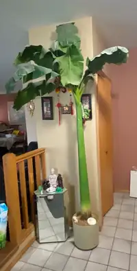 Artificial  Banana Tree - Very Beautiful 8 feet tall