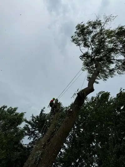 Tree pruning and removals, View more