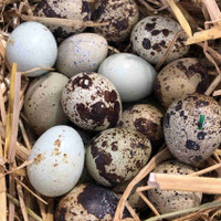 Coturnix quail hatching eggs available soon!!