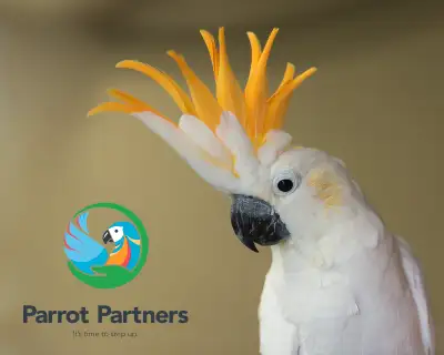 Parrot Boarding in the Ottawa Area, View more