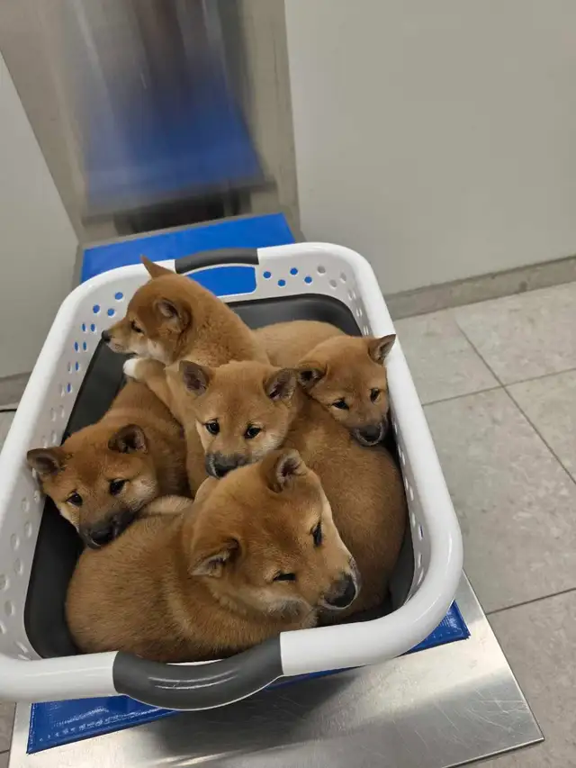 Shiba inu 100% propre, assi, couché donne la patte, reste in Dogs & Puppies for Rehoming in Drummondville - Image 4