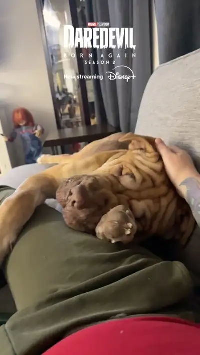 2 year old sharpei/mastiff, View more