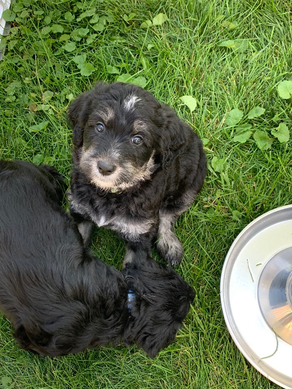 Aussidoodle x Golden Retriever puppies READY TO GO HOME Dogs