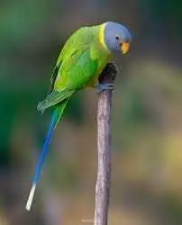 plum head female parrot , View more