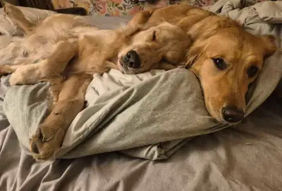 Golden Retrievers, View more
