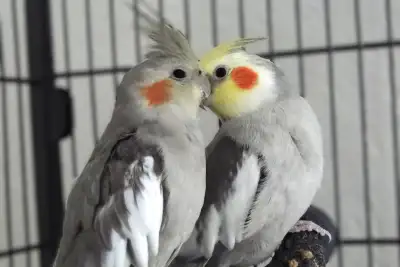 4 Cockatiel très calme ne cris pas, View more