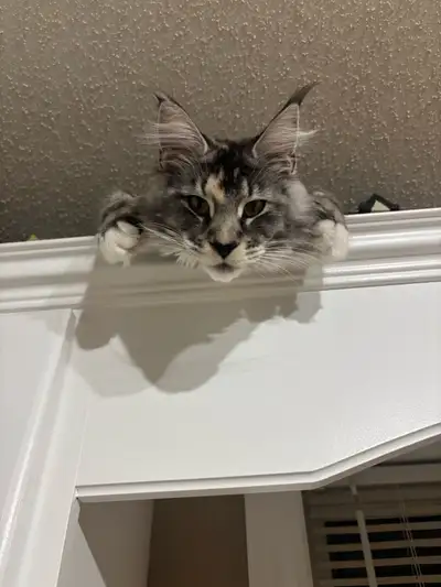 We Are Expecting MaineCoon Kittens Within The Next Month Or So. Mom (Millie) is a silver European Ma...