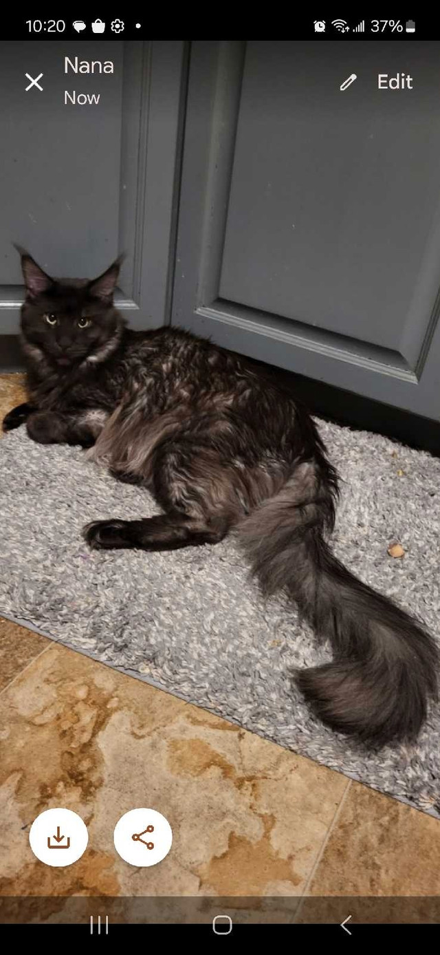 Maine Coon  year old male black smoke in Cats & Kittens for Rehoming in Saskatoon - Image 2