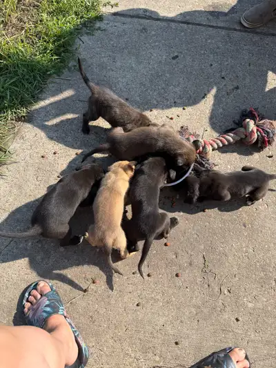 puppy sale, View more