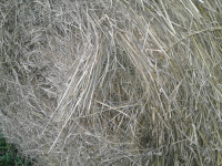 HAY FOR SALE