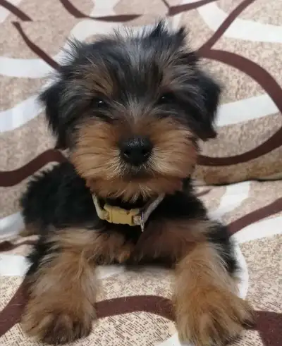 Yorkie  boy Sale!, View more