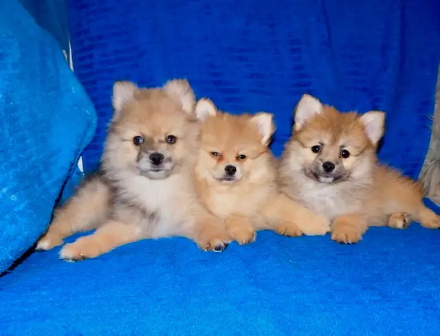 Pomeranian puppies (437-734-9480) in Dogs & Puppies for Rehoming in City of Toronto - Image 5