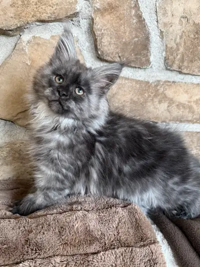 Chaton Maine Coon enregistré Tica extrêmement affectueux, View more