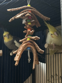 Multiple cockatiel de tout ages en très bonne santé à vendre 