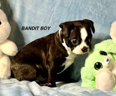 BEAUTIFUL PUREBRED BOSTON TERRIER BABIES FOR ADOPTION, View more