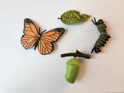 Engaging Educational Tool: Explore the fascinating life cycle of a butterfly! This detailed set incl...