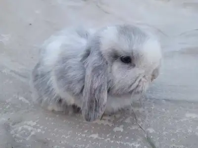 Okanagan Legacy Lops has an adorable baby Holland Lop ready to hop into her new home. Amaretto has b...