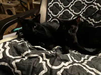 Cats for Rehoming: Patience & Selena –Adventurous Bonded Sisters, View more