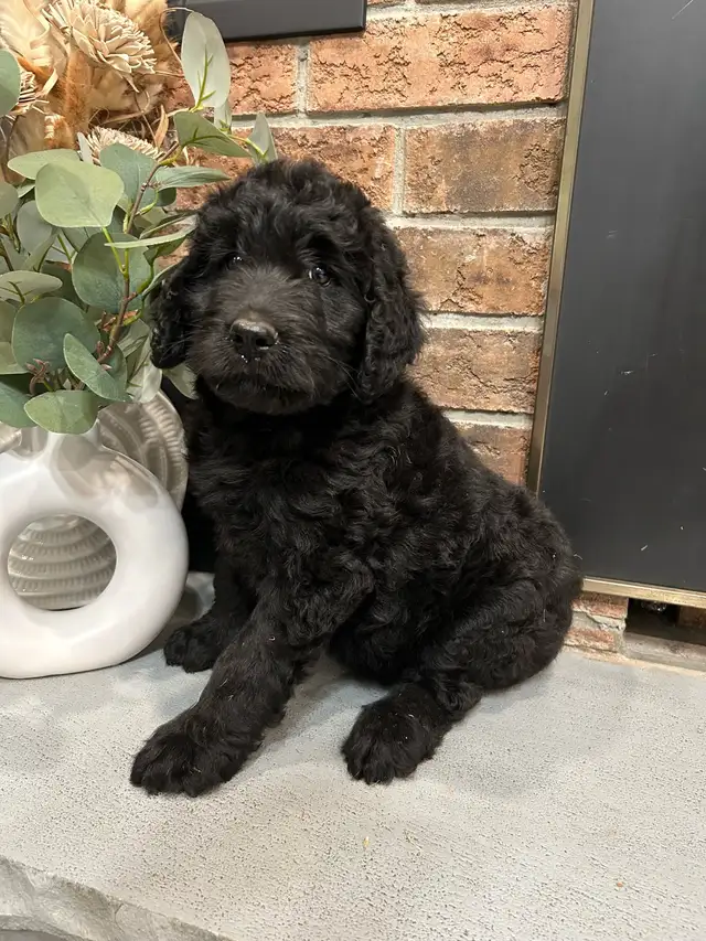 Bernedoodle in Dogs & Puppies for Rehoming in City of Toronto - Image 4