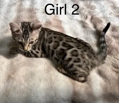 Purebred Bengal Kittens, View more