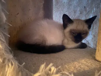 Purebred Siamese Kittens (moving must go ASAP), View more
