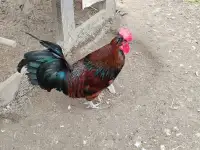 Roosters for sale $15