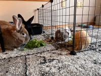 2 bunnies for rehoming