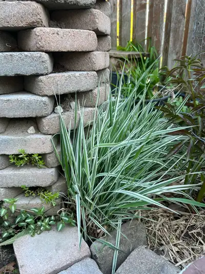 Ribbon grass, View more