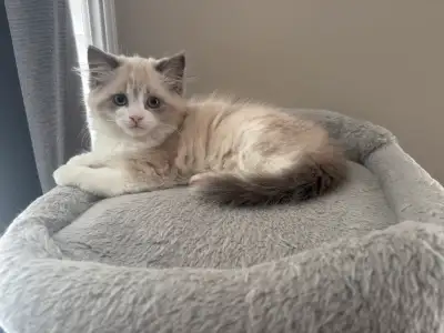 This is our last female she is perfect she will have long hair and has the best personality we have...