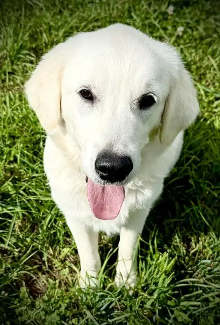 English Cream Golden Retriever in Dogs & Puppies for Rehoming in Oakville / Halton Region - Image 3
