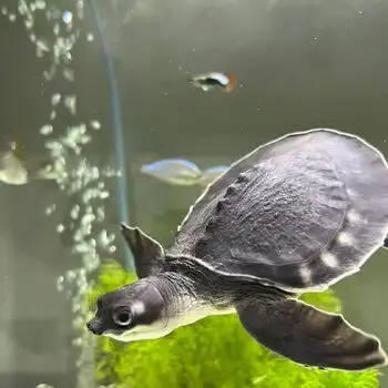 2 Pig-Nosed Turtles, View more