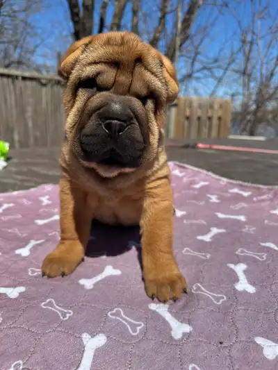 Chiots shar pei 5 mâles et une femelle née le 28 février cherche famille pour adoption