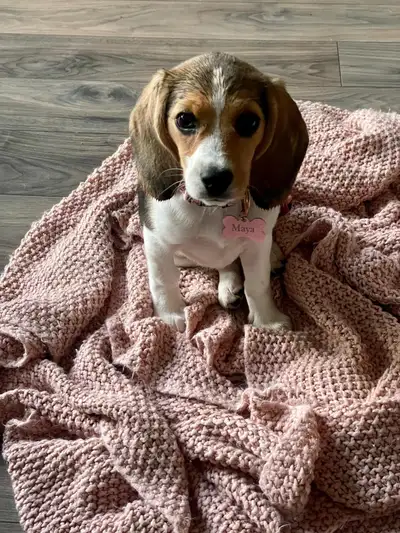 Recherchons une famille aimante pour Garde Partagee, View more