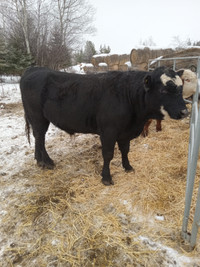 3 year old bull for sale
