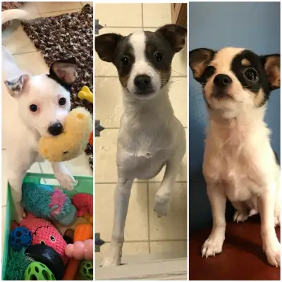 Apple-Deer Head Chihuahuas Puppies, View more