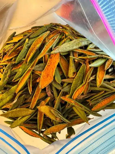 Thé du Labrador du terroir québécois 25$/sac 100gram ou 45$ 2 sac 100gram Laval H7N 1C8