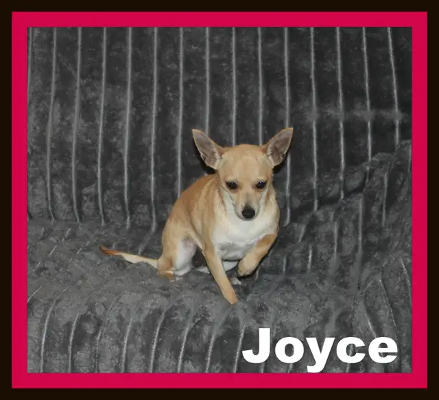 Chihuahua❤️Femelle Blonde ❤️Protection100% .Garantie. ★★★ in Dogs & Puppies for Rehoming in Laval / North Shore - Image 2