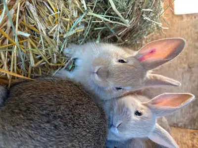 Mix breed bunnies (Flemish X), View more