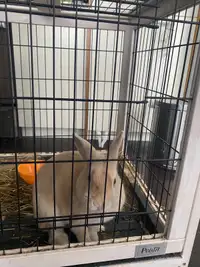 Netherland Dwarf Bunny with cage,m and food 