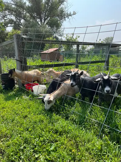 Selling all together. 5 females. 1 male. Male is in tact. Male and 2 females are polled. $300 for th...