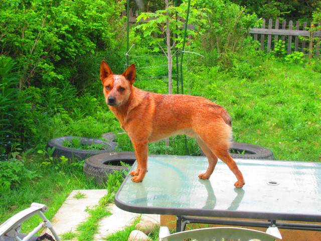 ACD Red and Blue Heeler Puppies in Dogs & Puppies for Rehoming in Prince George