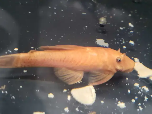 Super Red Pleco in Fish for Rehoming in Stratford - Image 6