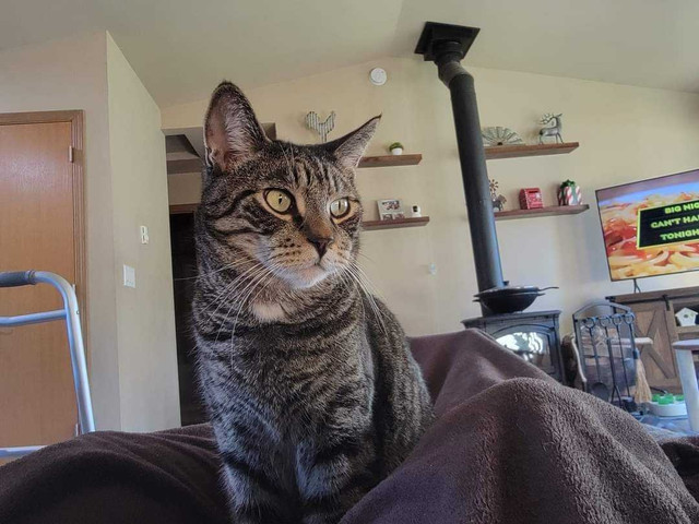 Lost tabby. in Lost & Found in Kitchener / Waterloo