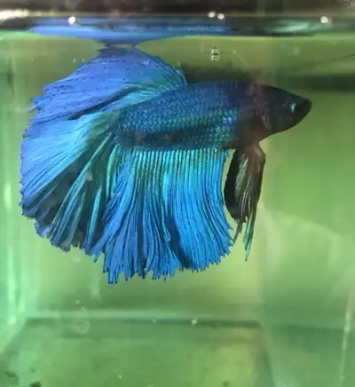 Male  (Betta splendens)  for sale, View more