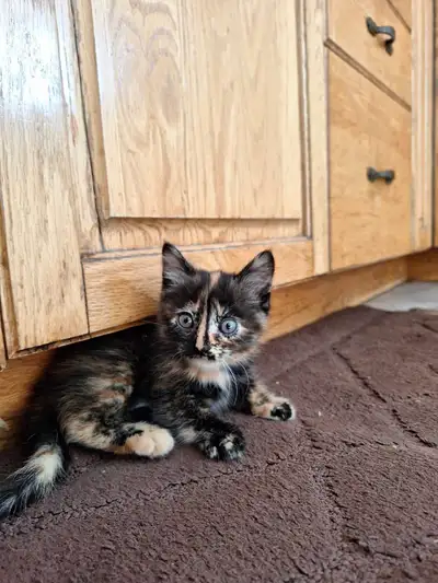 Fluffy tortoiseshell kitten, View more