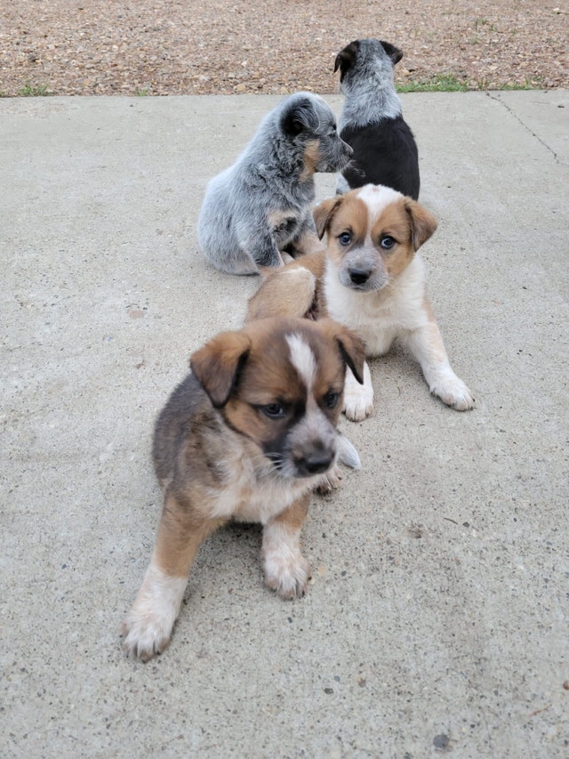 Heeler Puppies Dogs & Puppies for Rehoming Edmonton Kijiji